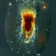 Illustration for article titled These nearly-invisible sea creatures fill the oceans with stellar beauty